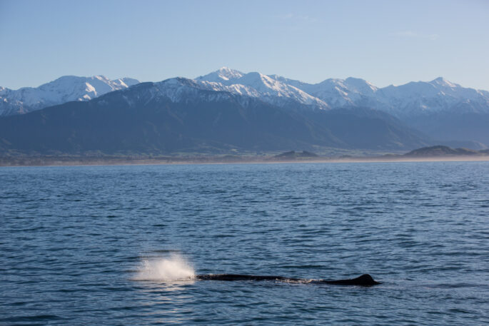 Pottwal vor der Küste bei Kaikoura